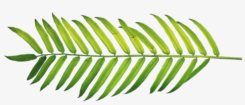 Clipart Resolution 1566*624 - Palm Leaf Watercolor Png, transparent png #890497