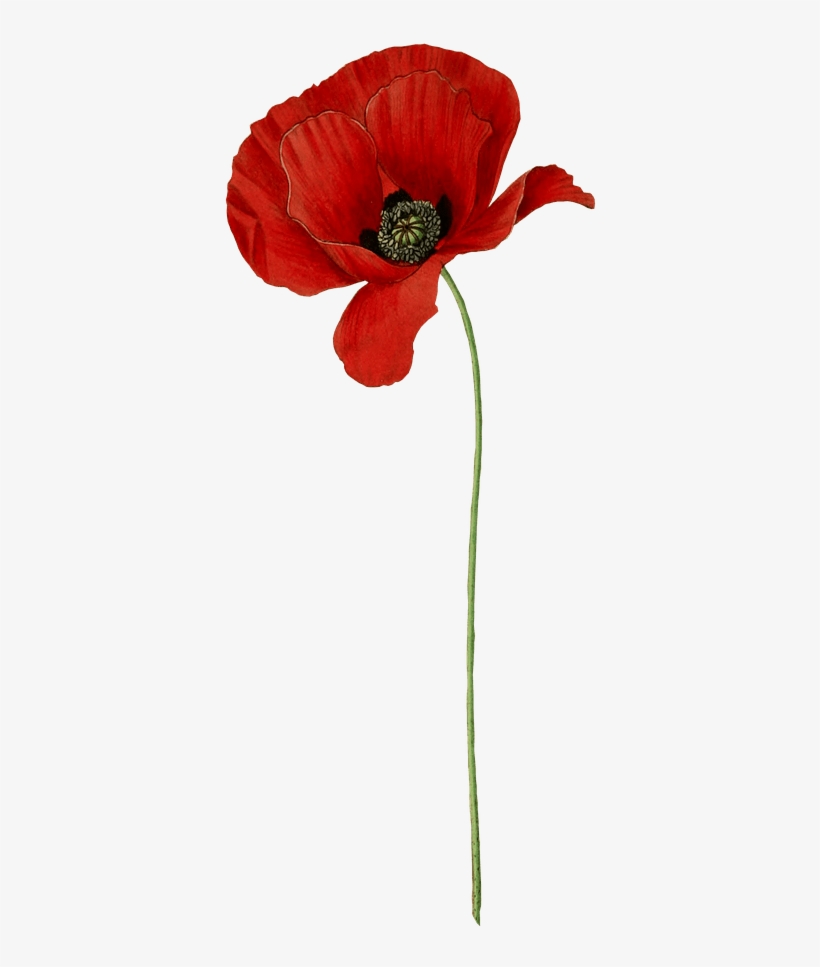 Poppy Long Stem Transparent Png - Transparent Background Poppy Transparent, transparent png #890526