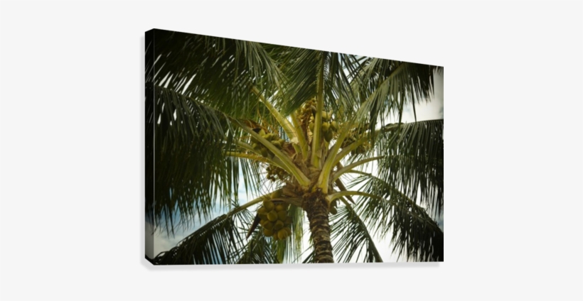 Coconut Palm Canvas Print - Coconut, transparent png #890568