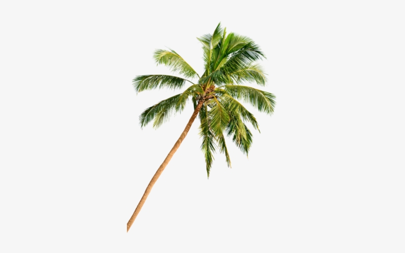 Day In Delray Beach Palm Tree - Palm Tree Beach Png Hd, transparent png #890587