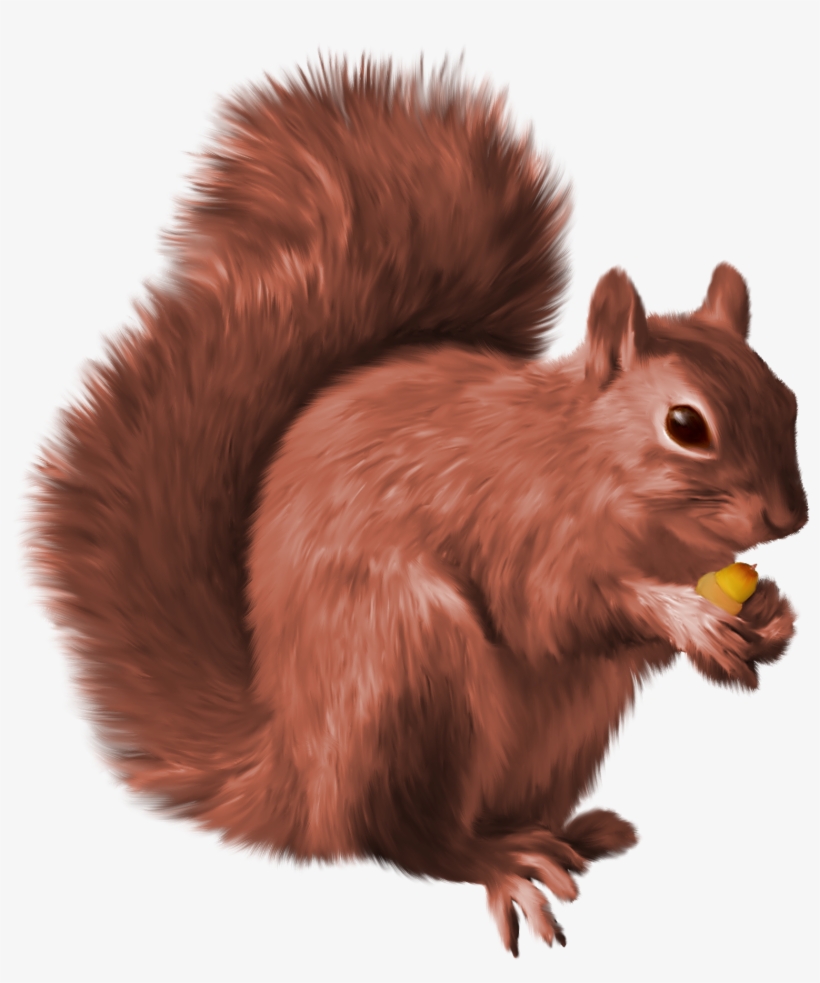 Nutcrackers Pinterest And Animal - Animals Images Hd Png, transparent png #890710