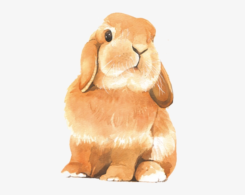 Picture Library Stock Watercolor Painting Colored Rabbit - Rabbit Drawing Colour, transparent png #890732
