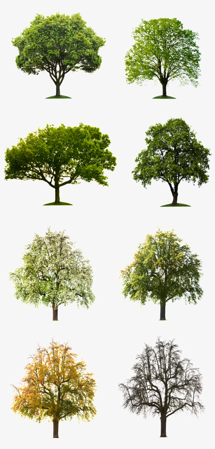 Free Buckle Tree Vector - Se Queres Ser Lembrado Após A Morte, Faça Um Testamento, transparent png #890736