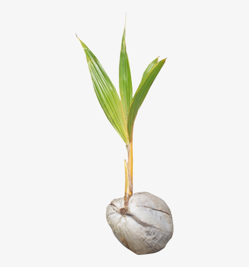 Grass, transparent png #890842