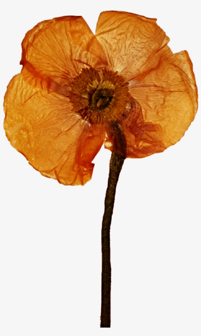 Free Download Pressed Poppy Flower Clipart Poppy Clip, transparent png #890907