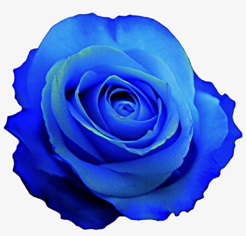 Blue Rose Clipart - Blue Rose Clip Art, transparent png #891957