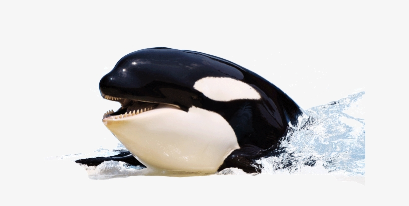 Killer Whale - Mammifère Marin, transparent png #892753