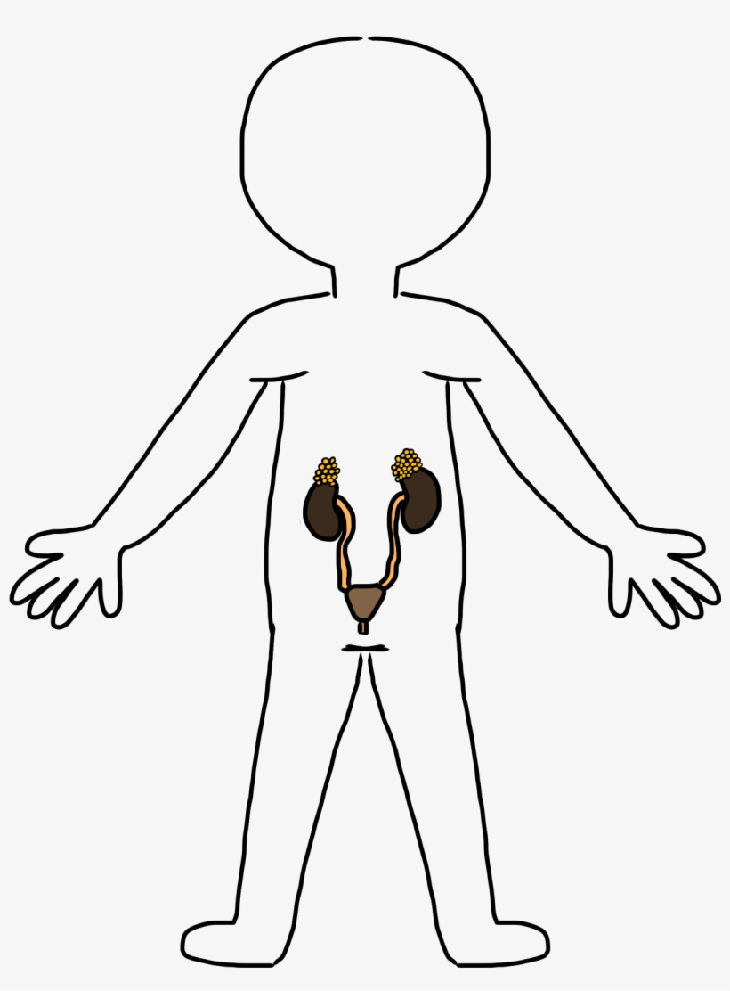 Clipart Body Outline - Heart Circulatory System Clipart Black And White, transparent png #892775