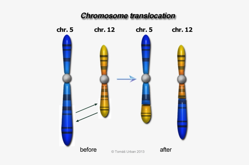 666 - Reciprocal And Nonreciprocal Translocation, transparent png #892969