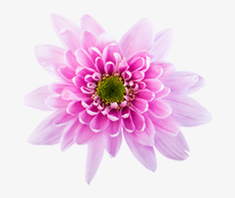 Click To Enlarge Image Pink Novelt Monalisa Pink Novelty - Autumn, transparent png #894800