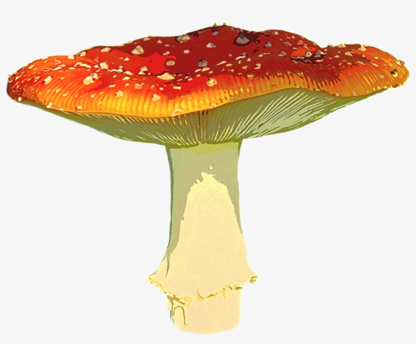 Amanita Muscaria Png Transparent Image - Amanita Muscaria Png, transparent png #895190