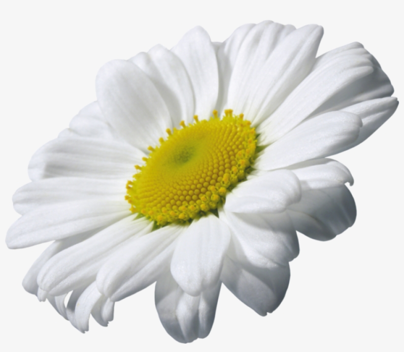 Camomile Transparent Png - Flor De Manzanilla Png, transparent png #895384