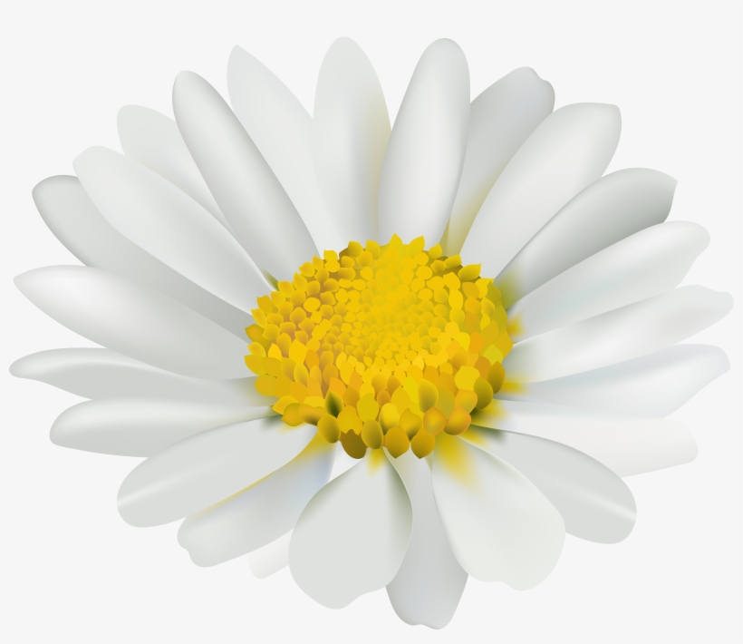 Chamomile Png, transparent png #895433