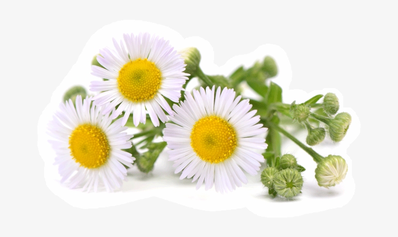 Camomile - Alfasan Ocularin Vital - 4g, transparent png #895646