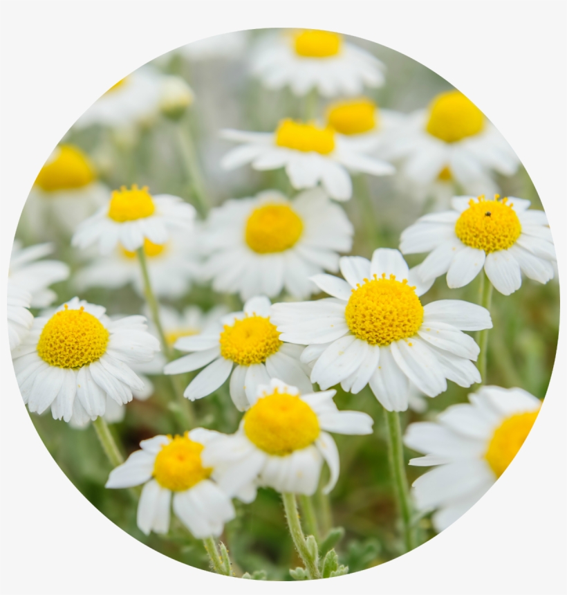 Planta Manzanilla, transparent png #895697