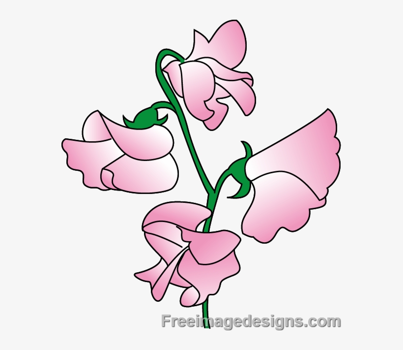 Sweetpea Flowers Image Design Download - Sweet Pea Flower Design, transparent png #895721