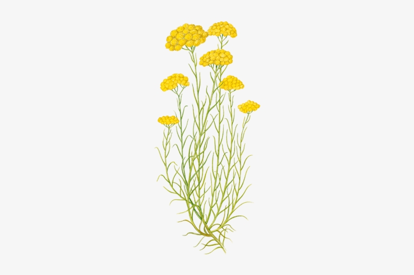 Go To Image - Immortelle Corse Dessin, transparent png #896245
