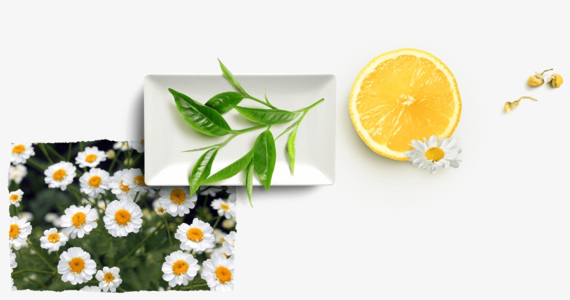Antioxidant Support * - Camomile, transparent png #896813