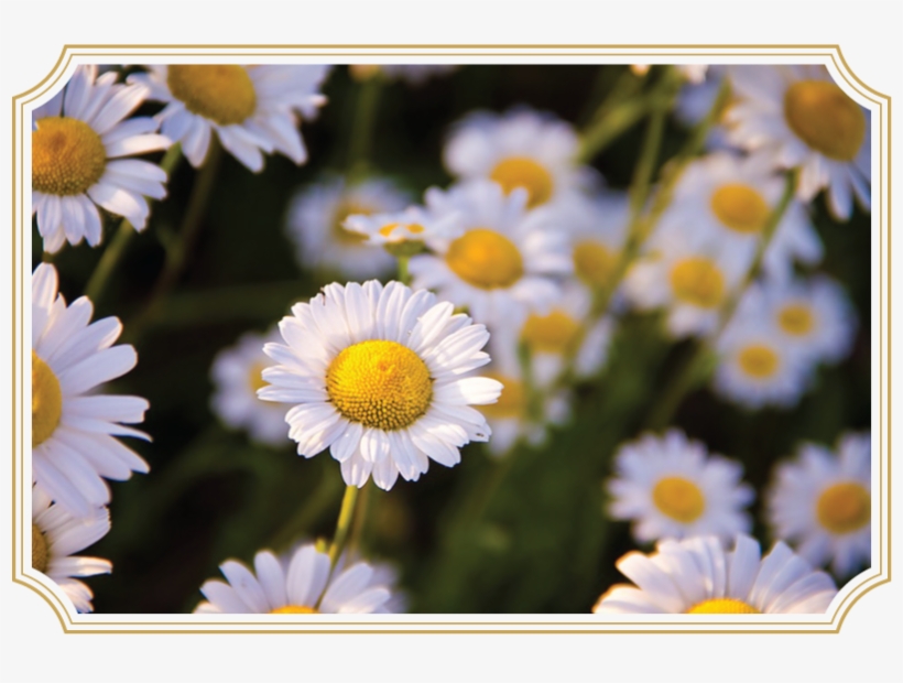Matricaria Chamomilla/chamomile In Digestonic - Manzanilla Planta, transparent png #896860