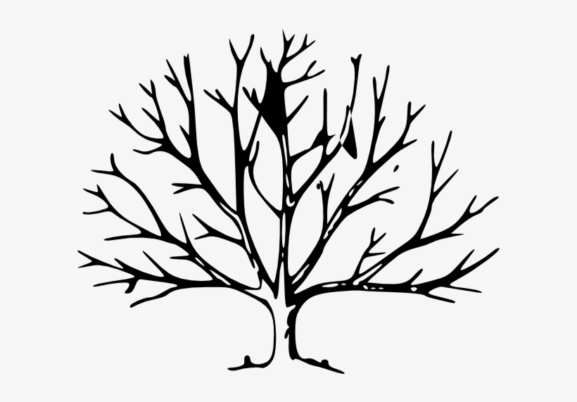Dogwood - Trees With No Leaves, transparent png #897543