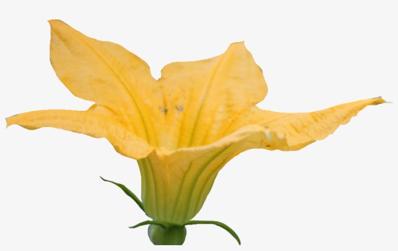 Free Pumpkin Blossom Cliparts, Download Free Clip Art, - Pumpkin Flower Clipart, transparent png #898955