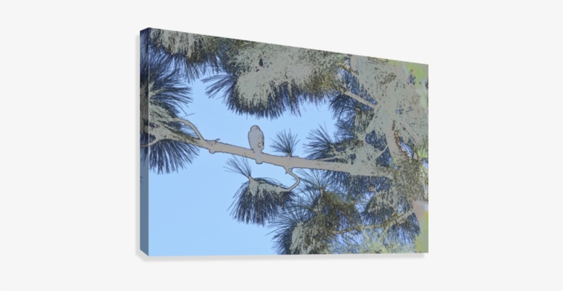 Red Shouldered Hawk In Large Pine Abstract 1 Canvas - Artist, transparent png #899607