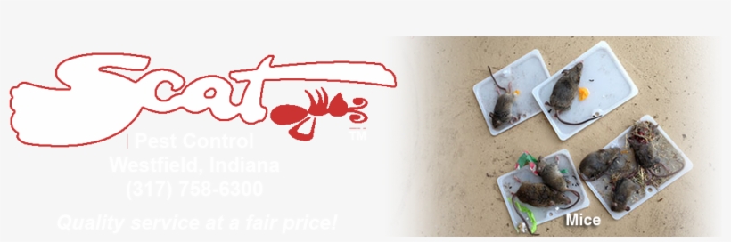 5-mice - Rat, transparent png #899859