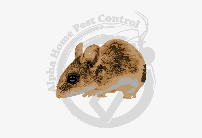 Deer Mice Image Gallery - Deer Mice, transparent png #899991