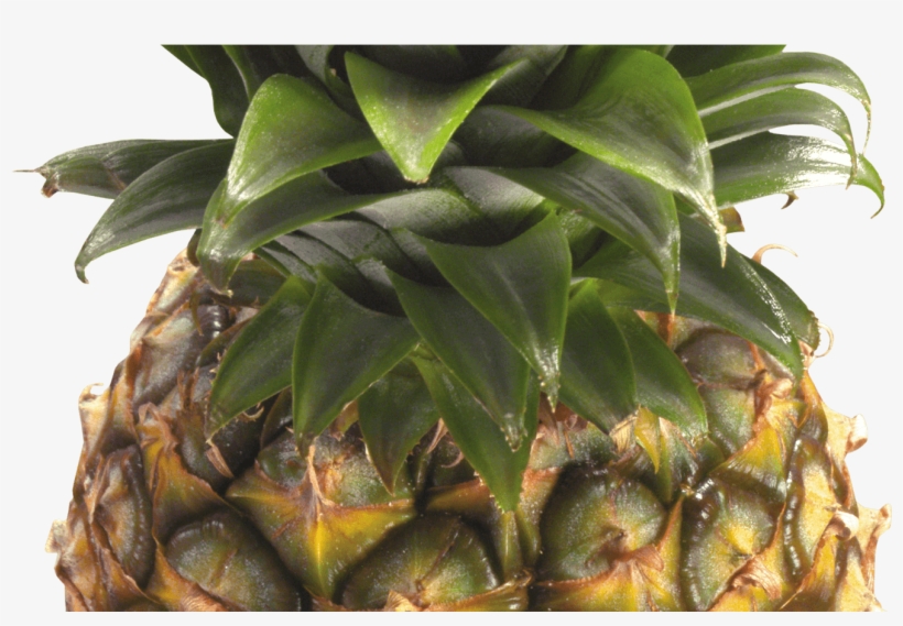Free Green Pineapple Cliparts, Download Free Clip Art, - Pineapple Clipart Transparent Background, transparent png #8901544