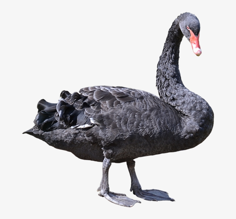 Black Swan Clipart Transparent - Black Swan Png, transparent png #8903316