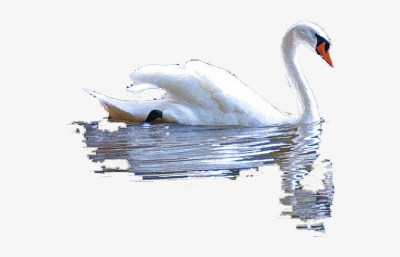 Collage Art, transparent png #8903566