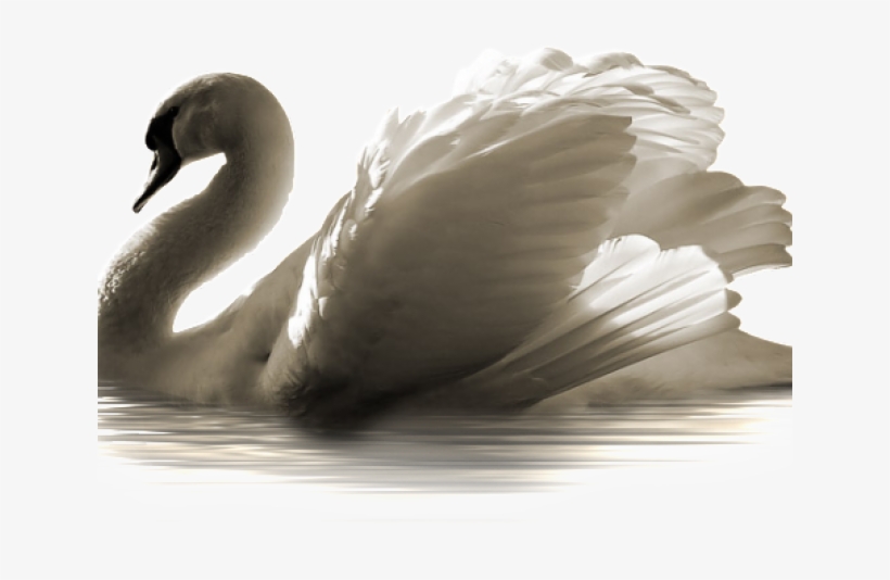 Swans, transparent png #8903785