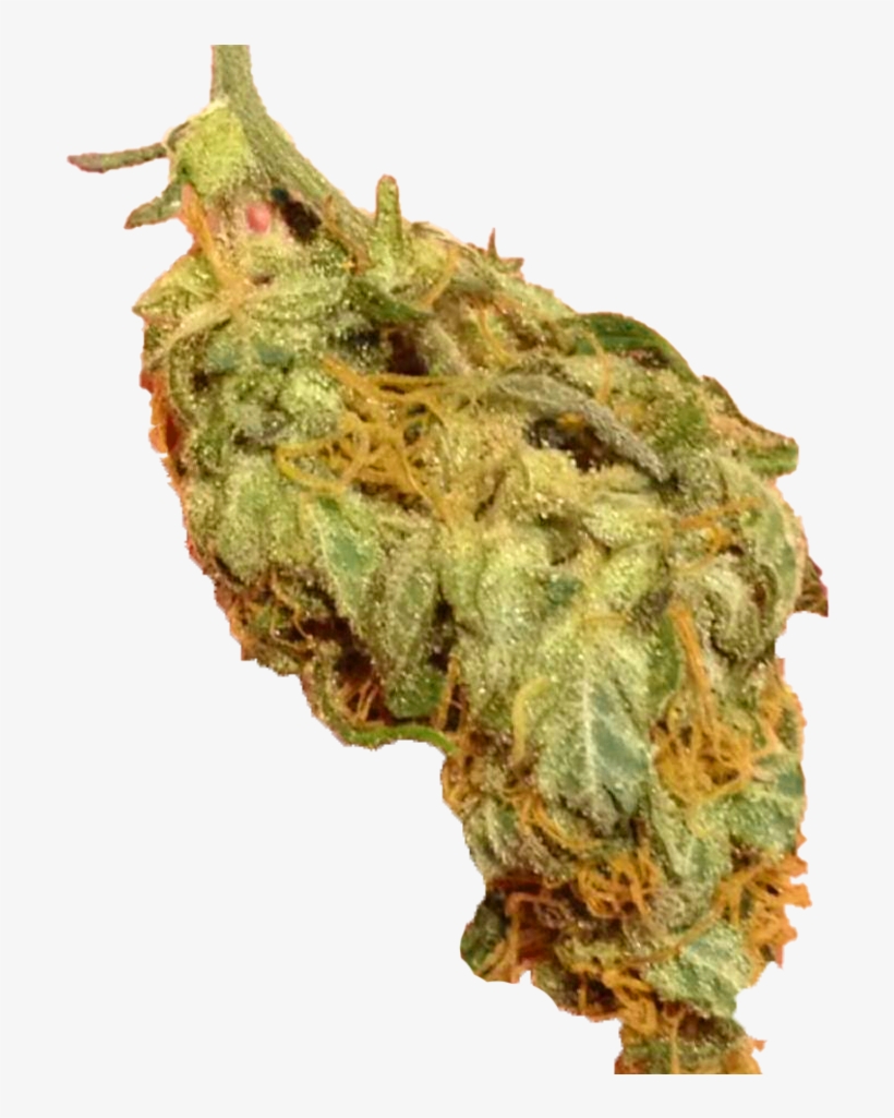 Primaryapp - Momordica Charantia, transparent png #8904621