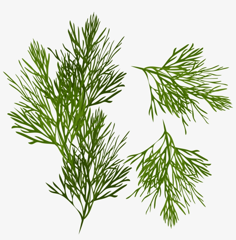 Dill Png Clip Art Image, transparent png #8905212