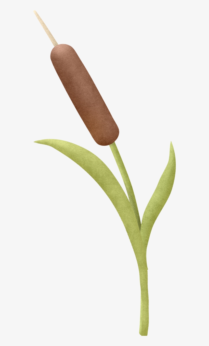 Фото, Автор Ladylony На Яндекс - Bulrush, transparent png #8905578