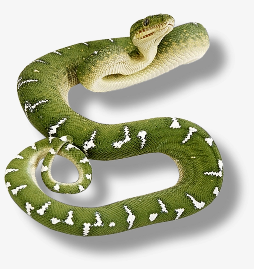 Renders Serpent Vert - Green Snake No Background, transparent png #8905691