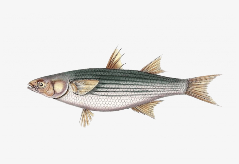 Golden Grey Mullet - Striper Bass, transparent png #8906994