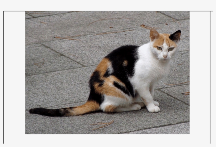 Calico Cat By Felis Silvestris Catus - Calico Cat Transparent, transparent png #8907214