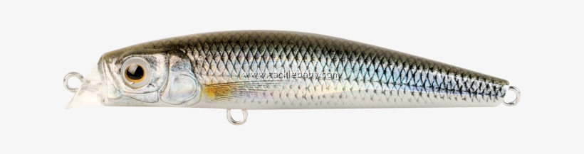 Bait Fish, transparent png #8907390