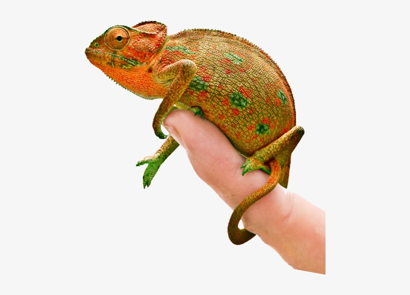 Contact Us - Common Chameleon, transparent png #8908138