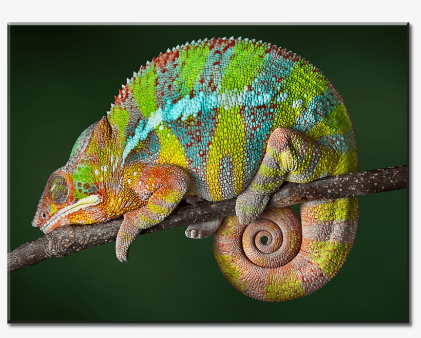 1 Panel Canvas Wall Art - Chameleon Animal, transparent png #8908686