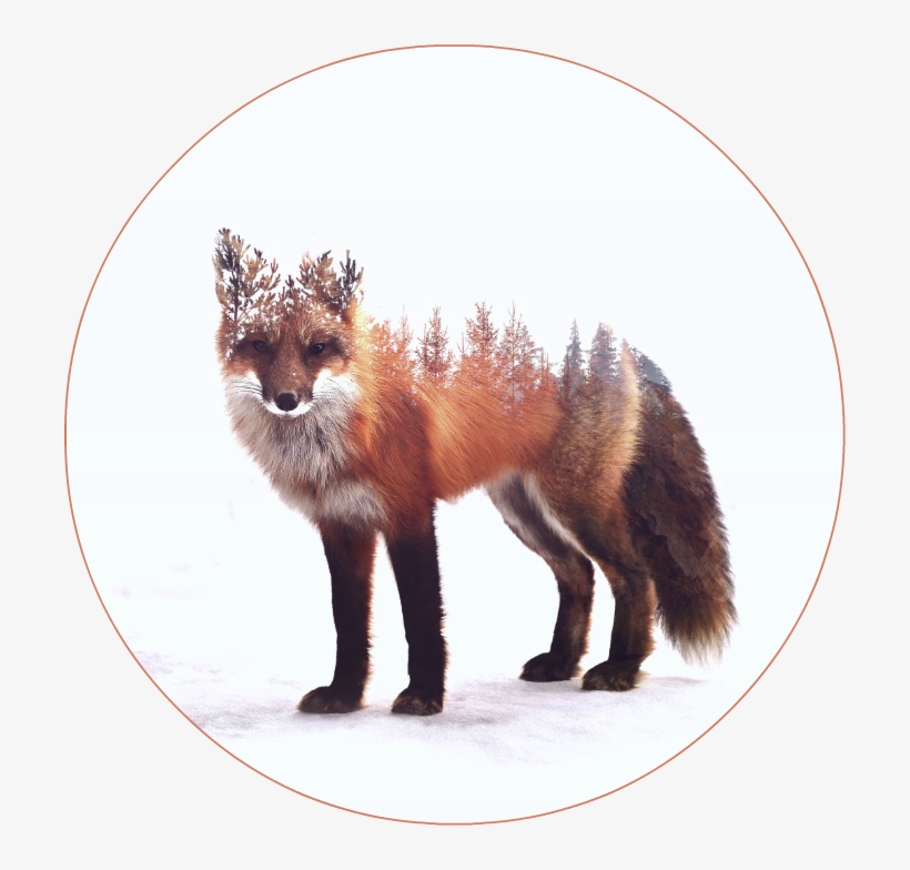 86220 - Fox Animals Art, transparent png #8910023