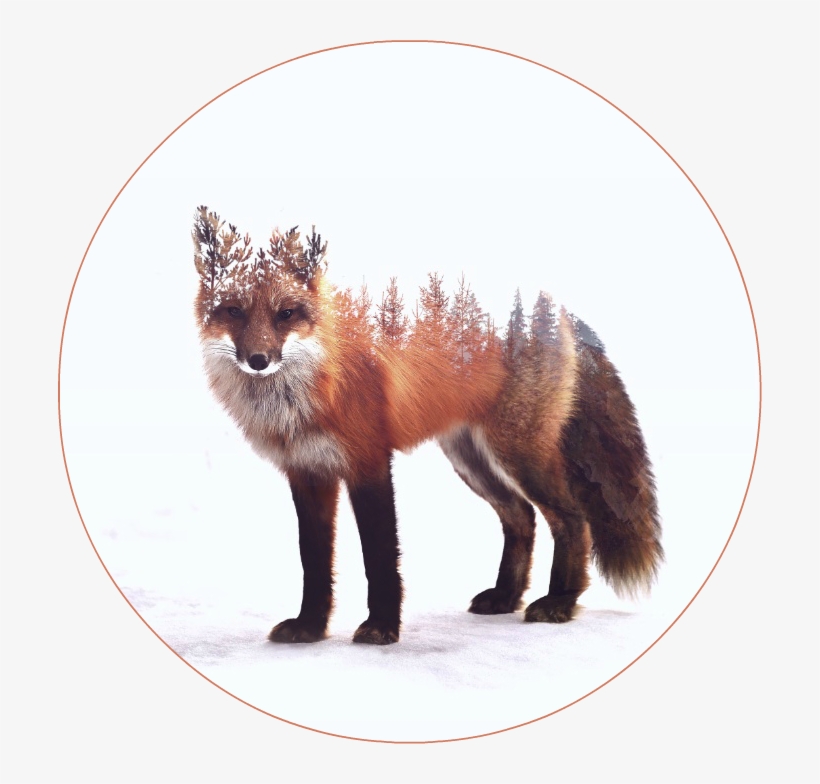 86220 - Fox Animals Art, transparent png #8910023