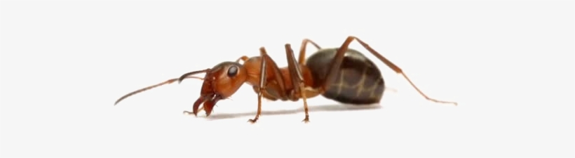 Ant With White Background, transparent png #8910026