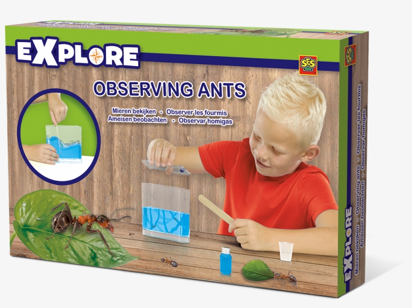 Observing Ants - Ant, transparent png #8910491