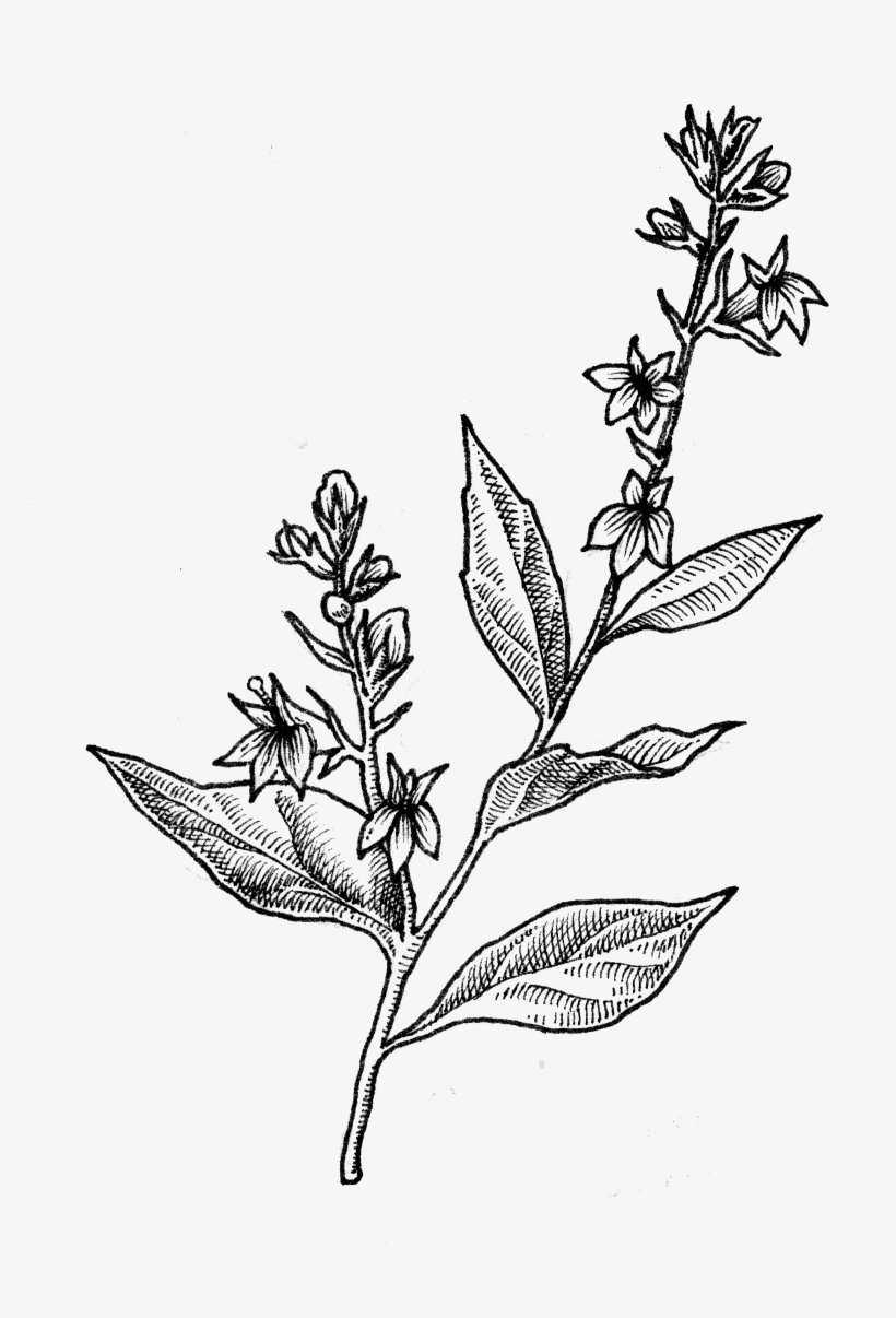 Indian Tobacco - Daphne, transparent png #8910961