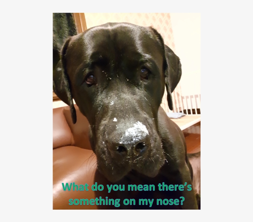 Photo Of Lenny Dl1896 - Companion Dog, transparent png #8911423