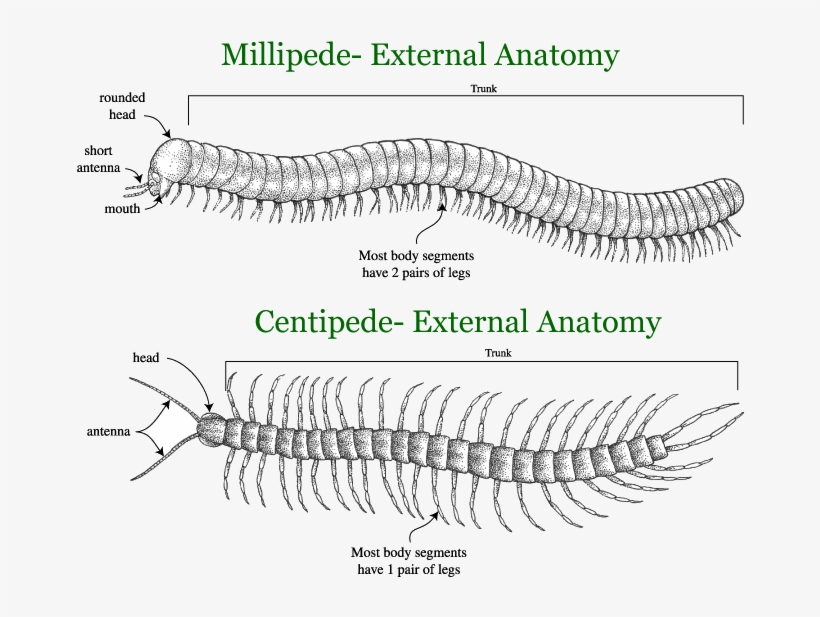 Centipedes, Millipedes - Millipede Centipede, transparent png #8915061