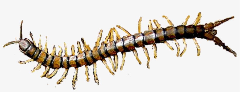 Insect, transparent png #8915318