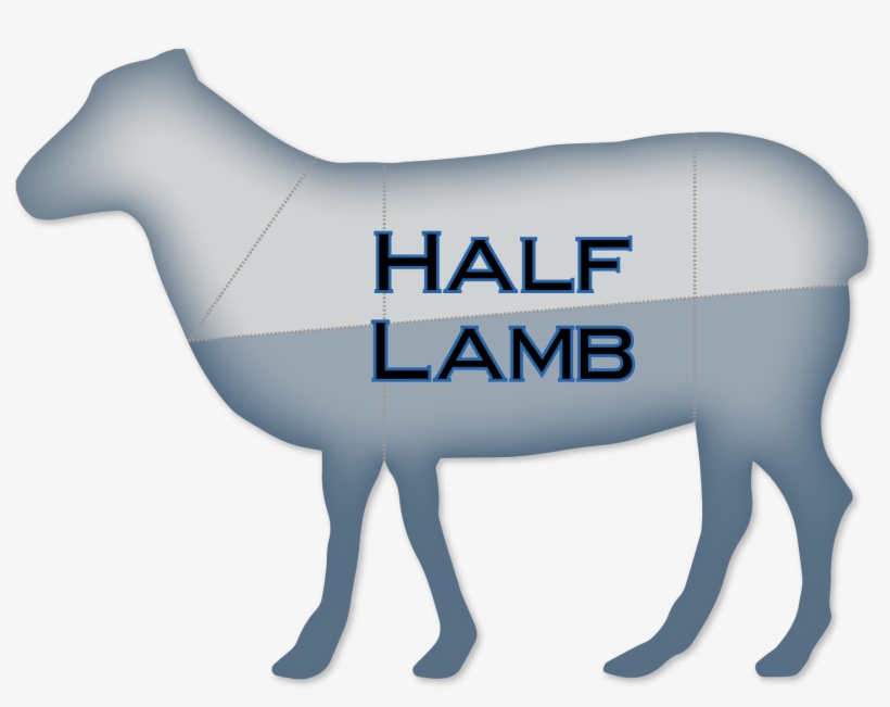 Half-lamb - Horse, transparent png #8915380